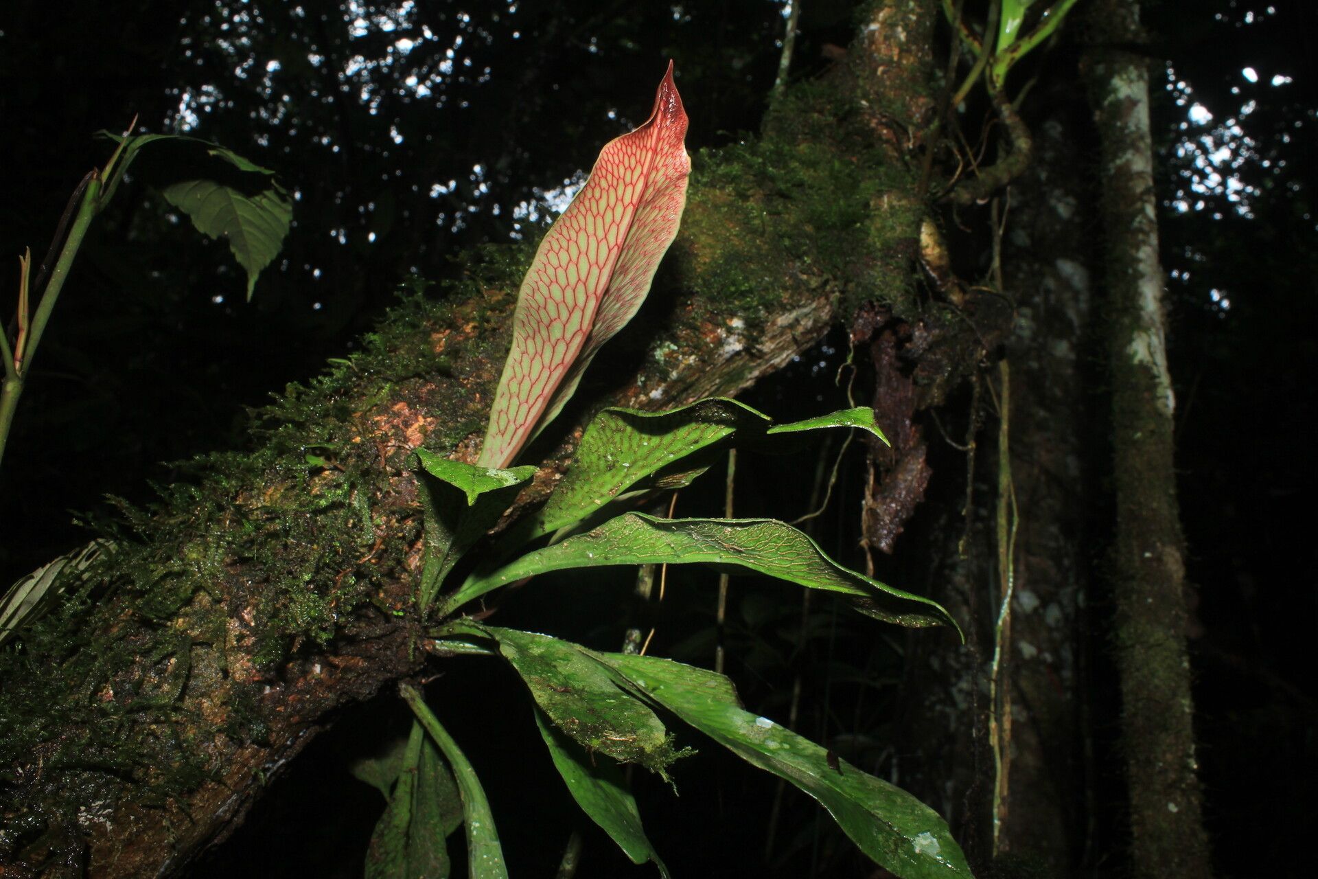 Polytaenium guayanense habit