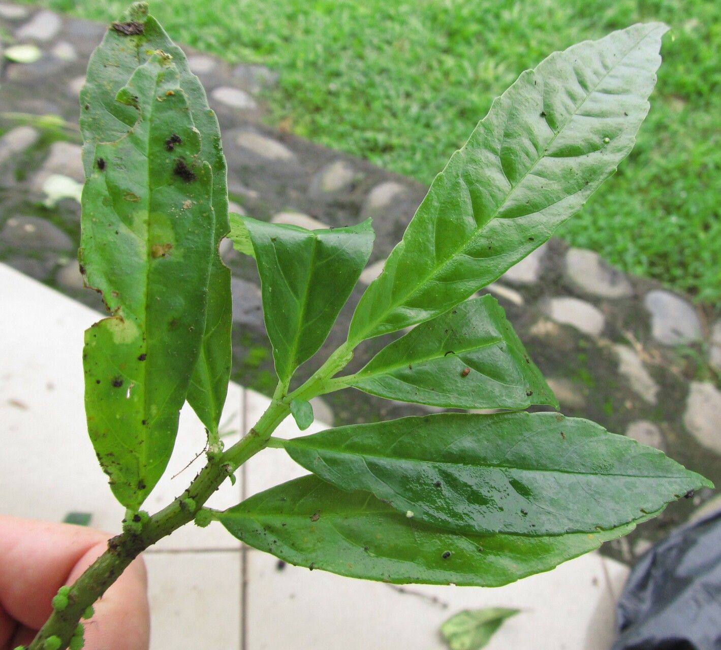 Procris crenata — related species from the same genus