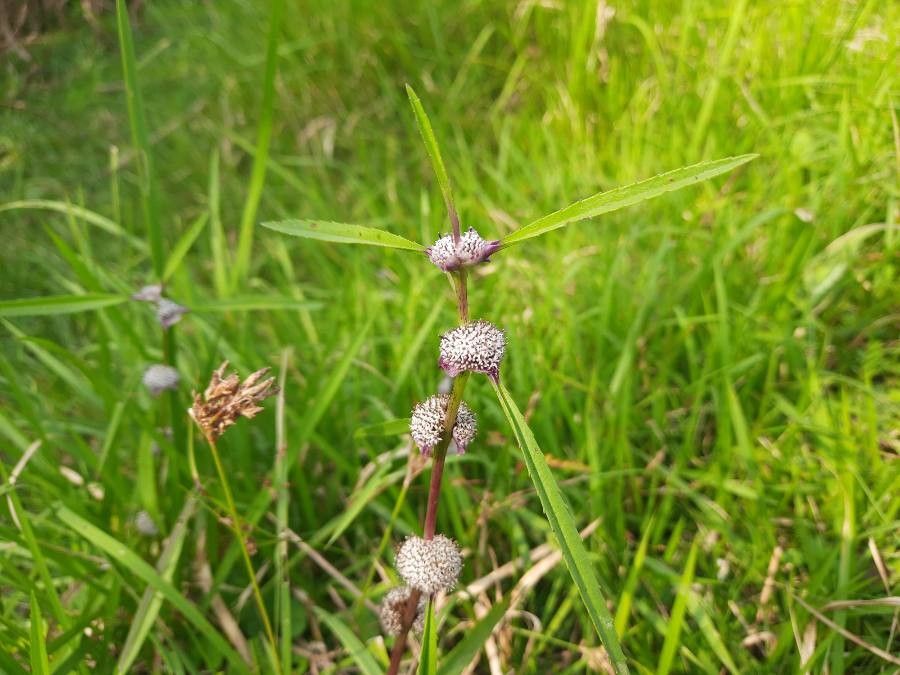 Caesulia axillaris other