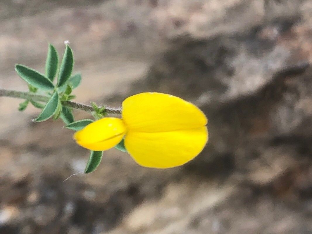Adenocarpus complicatus flower