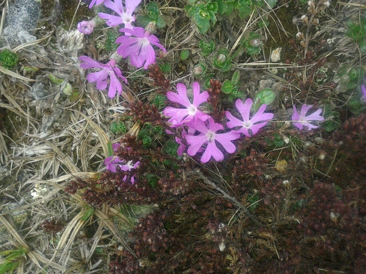 Primula minima flower