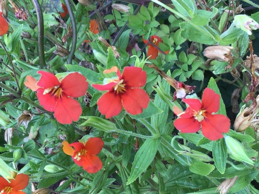 Mimulus cardinalis flower