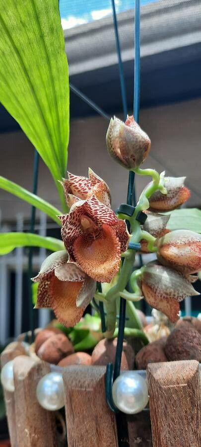 Catasetum denticulatum — related species from the same genus