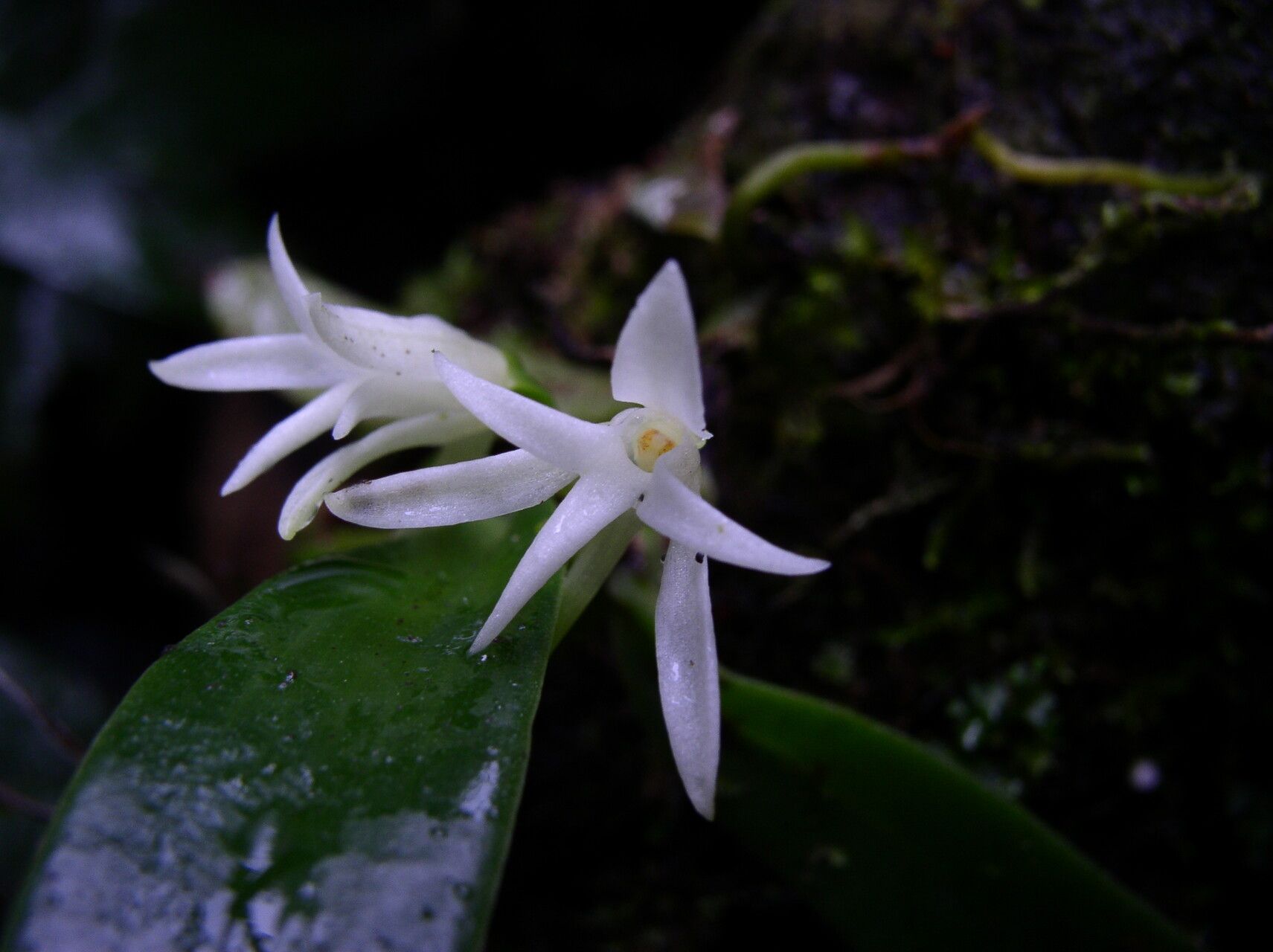 Cyrtorchis submontana flower