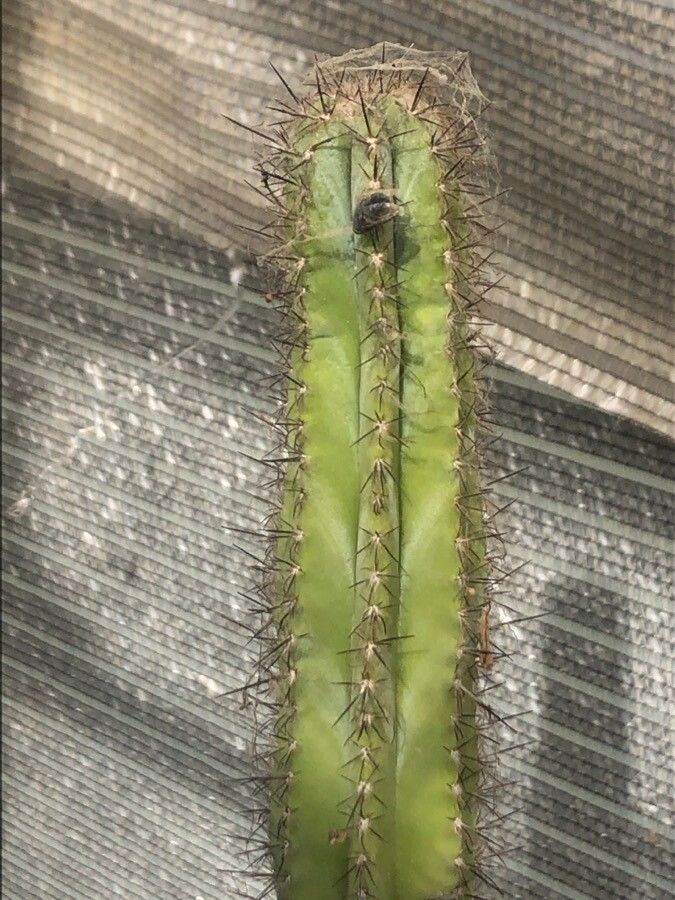 Facheiroa ulei — houseplant care guide