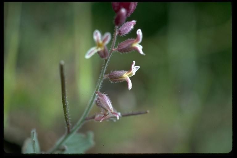 Streptanthus hispidus flower