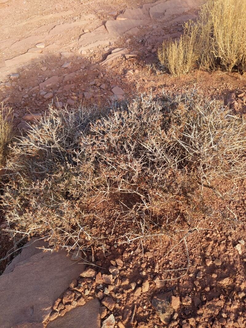 Coleogyne ramosissima habit