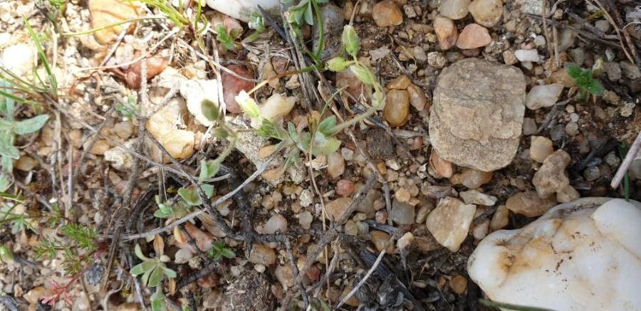 Holosteum umbellatum flower