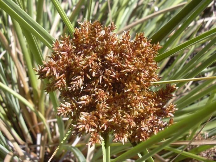 Cyperus javanicus fruit