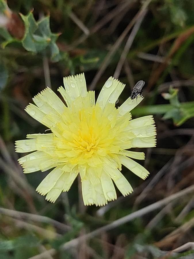 Pilosella galiciana flower