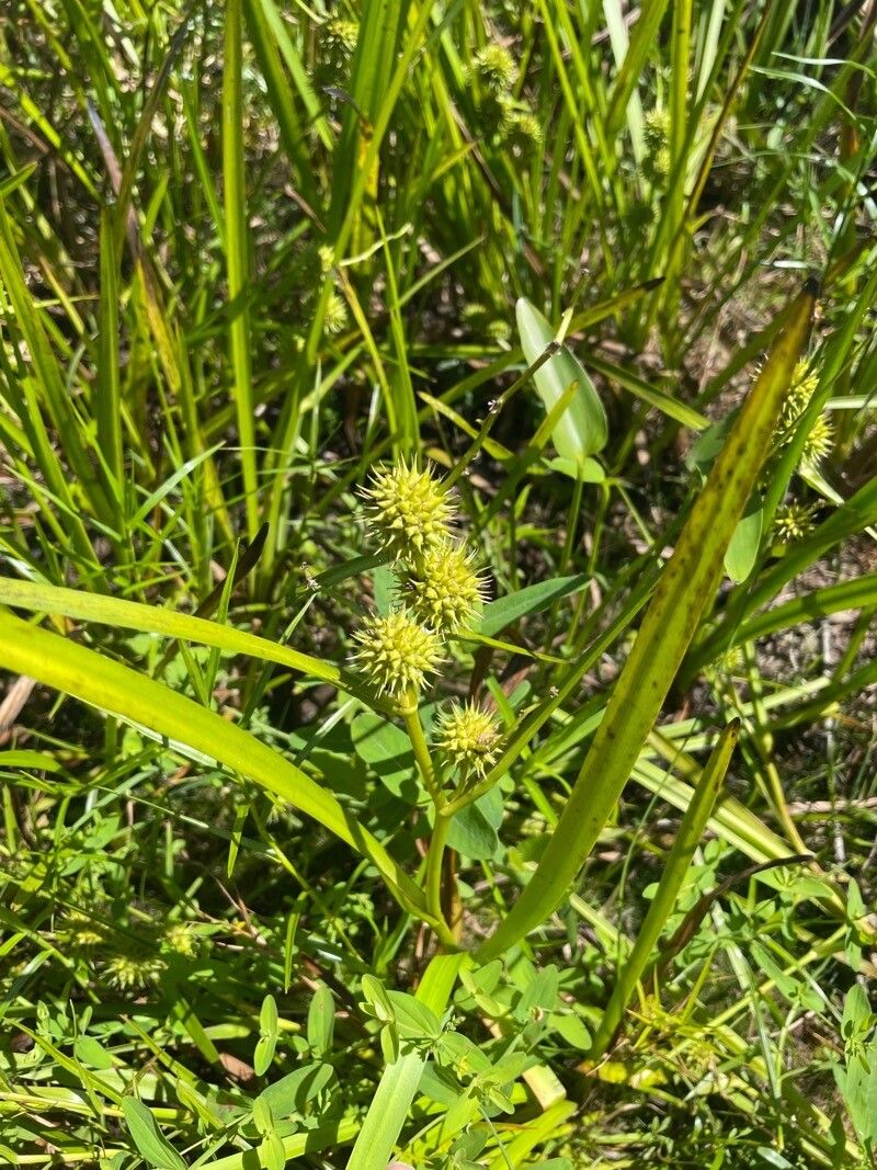 Sparganium americanum