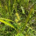 Sparganium americanum