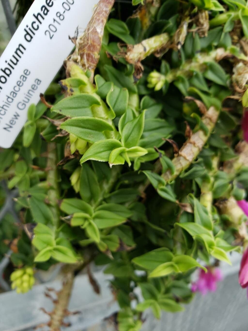 Dendrobium dichaeoides — houseplant care guide