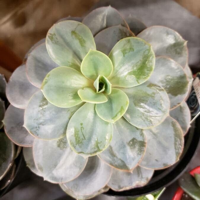Echeveria gigantea leaf