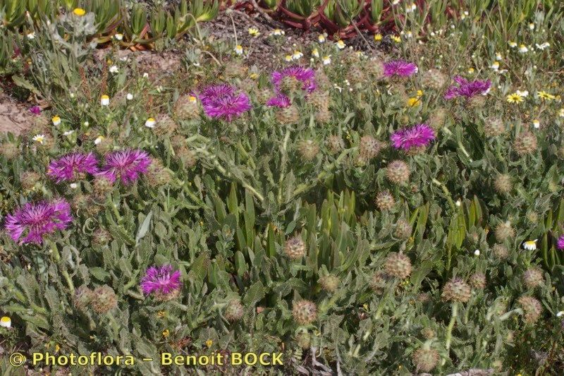 Centaurea polyacantha habit