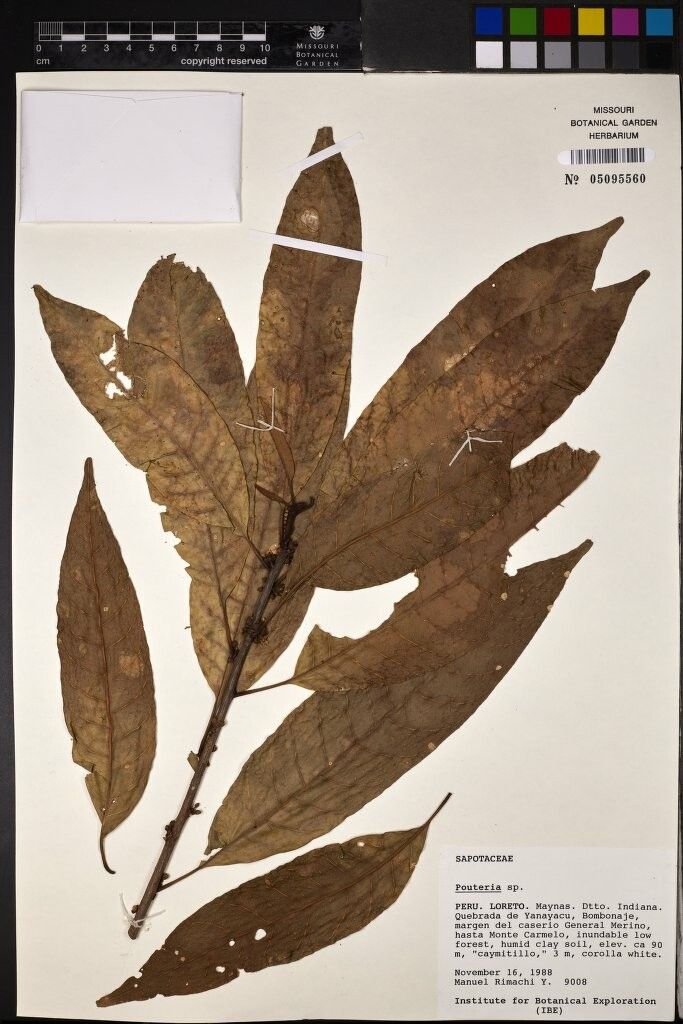 Pouteria plicata — houseplant care guide