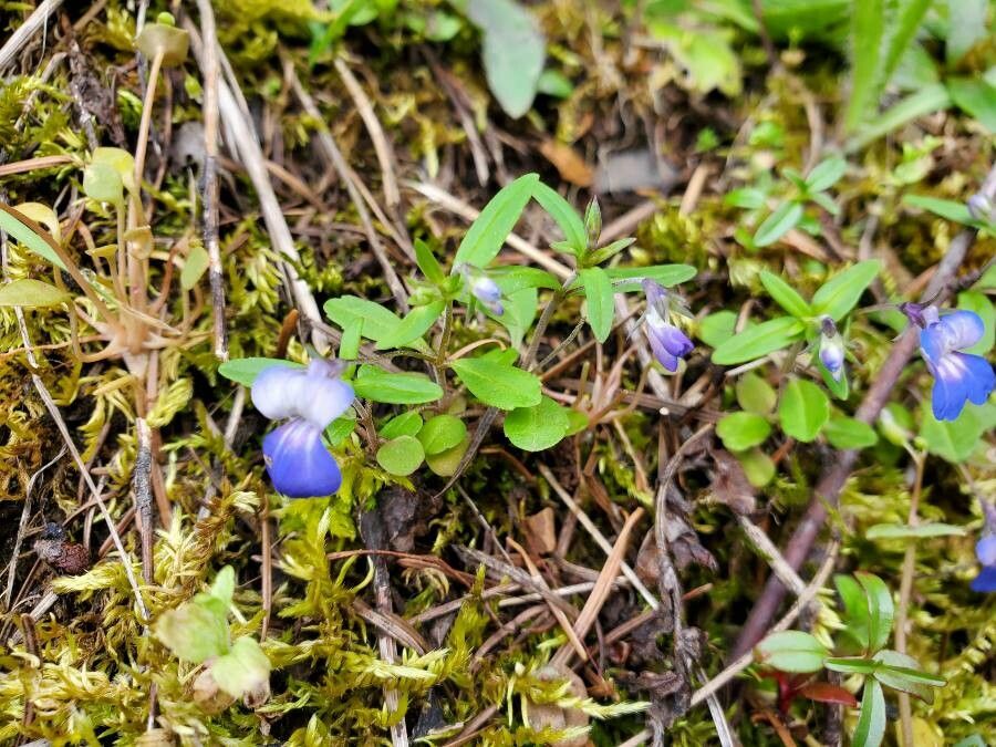 Collinsia parviflora — search result for 'Scrophulariaceae'