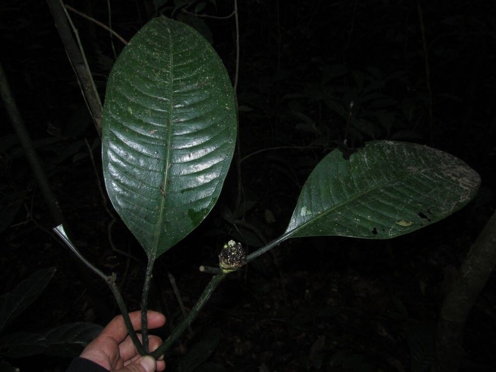 Psychotria korupensis — houseplant care guide