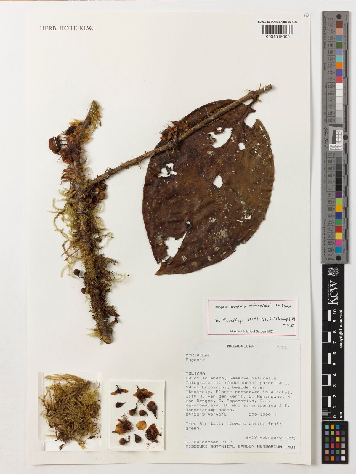 Eugenia malcomberi — houseplant care guide