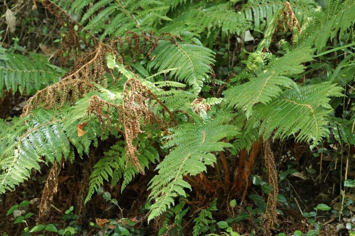 Polystichum fibrillosopaleaceum leaf