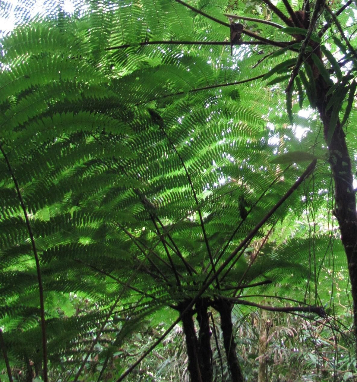 Alsophila erinacea — houseplant care guide