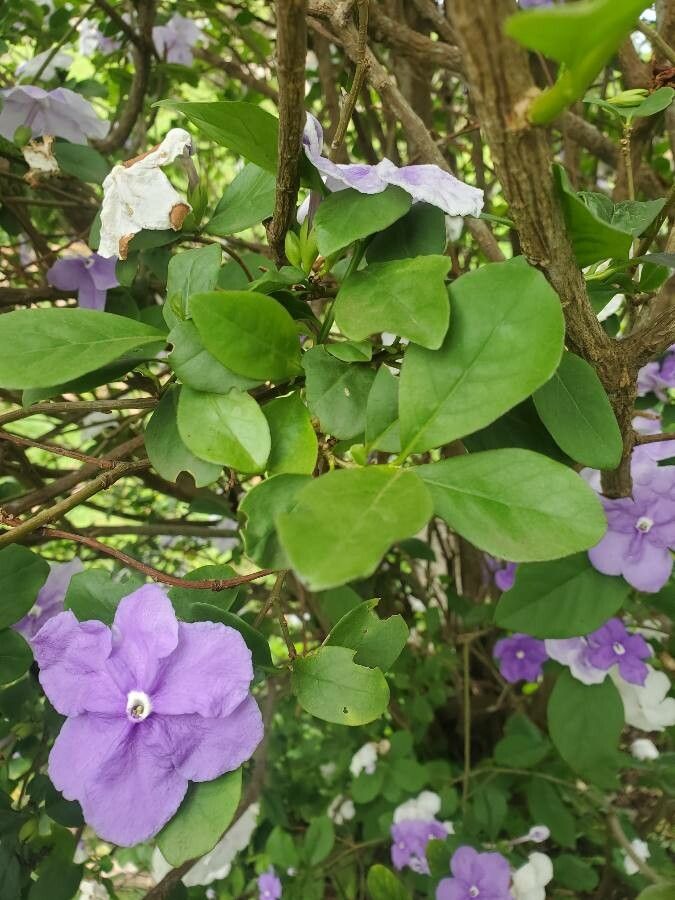 Brunfelsia grandiflora — related species from the same genus