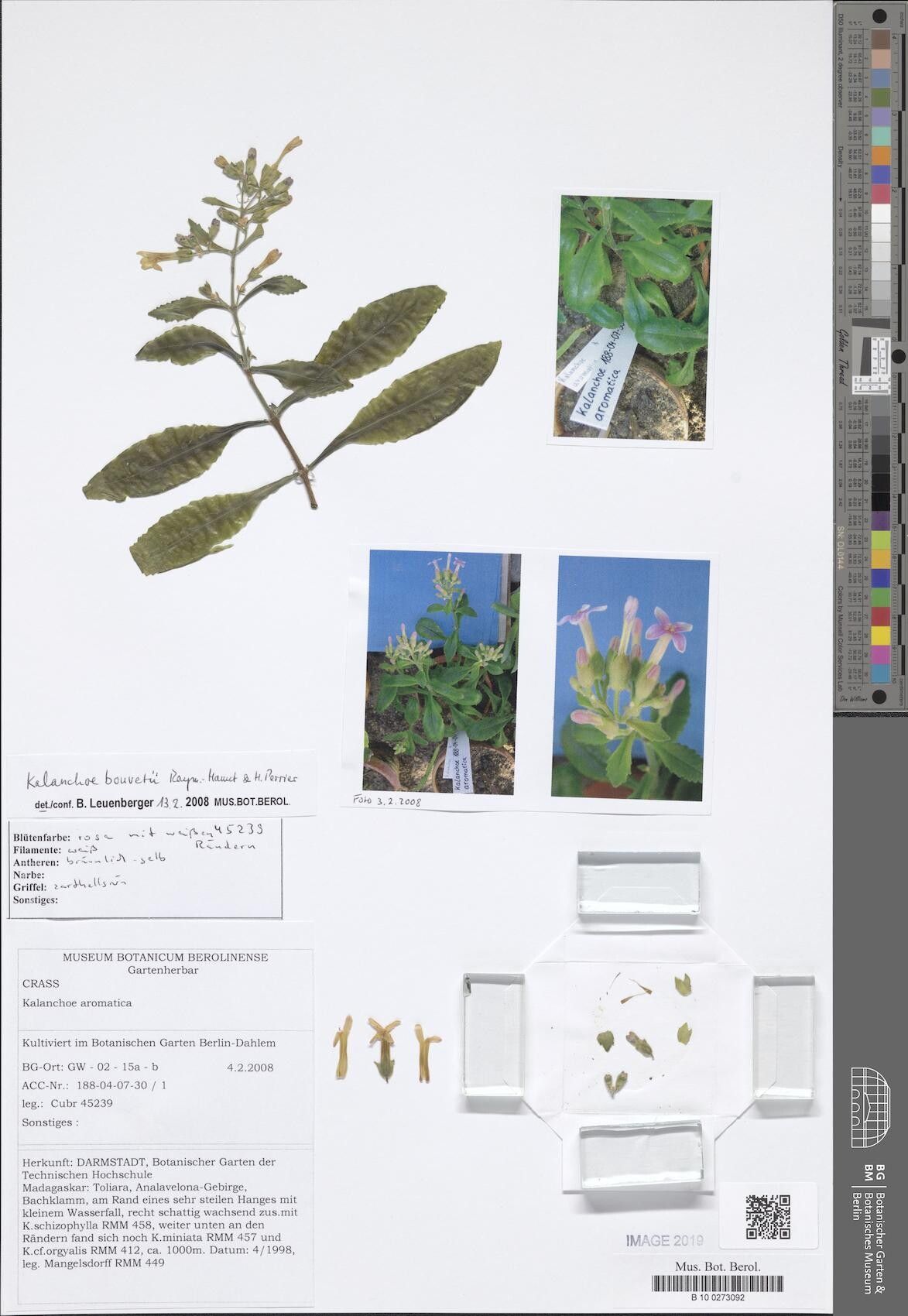 Kalanchoe bouvetii — houseplant care guide