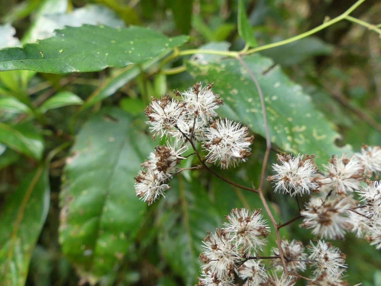 Mikania Micrantha fruit