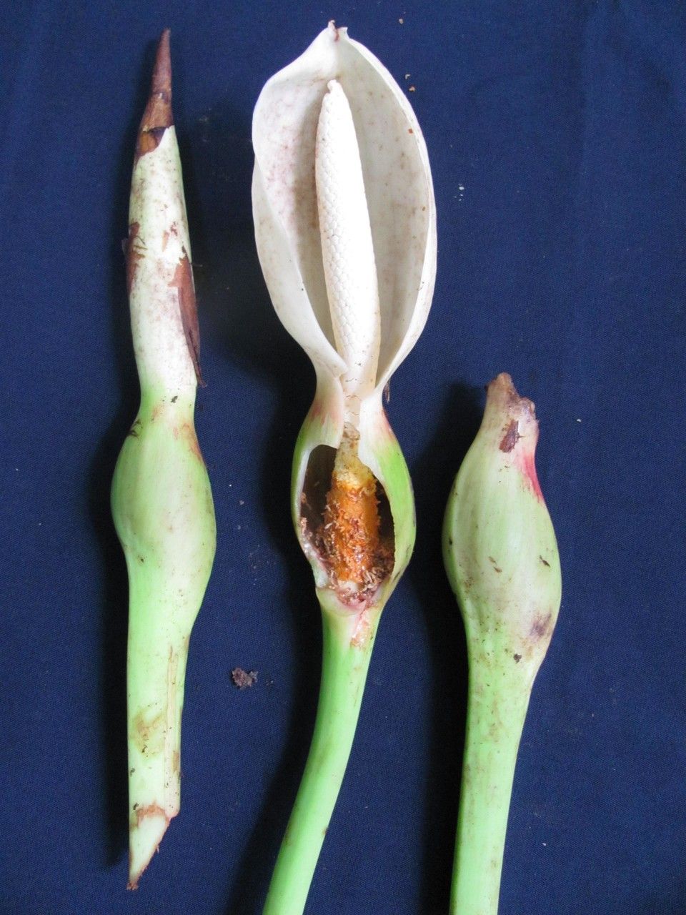 Xanthosoma undipes fruit