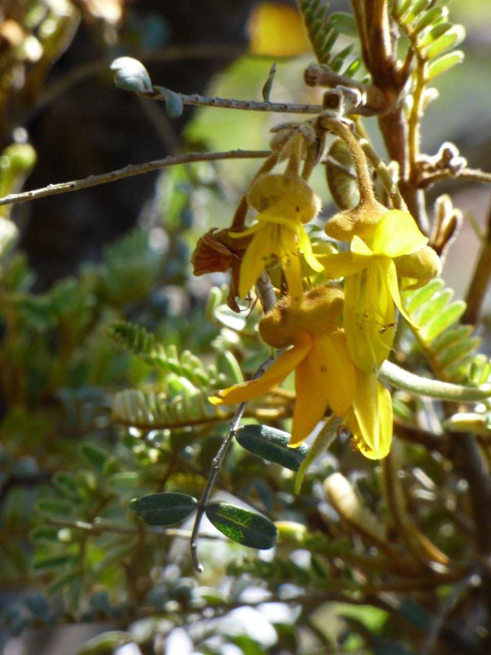 Sophora denudata flower