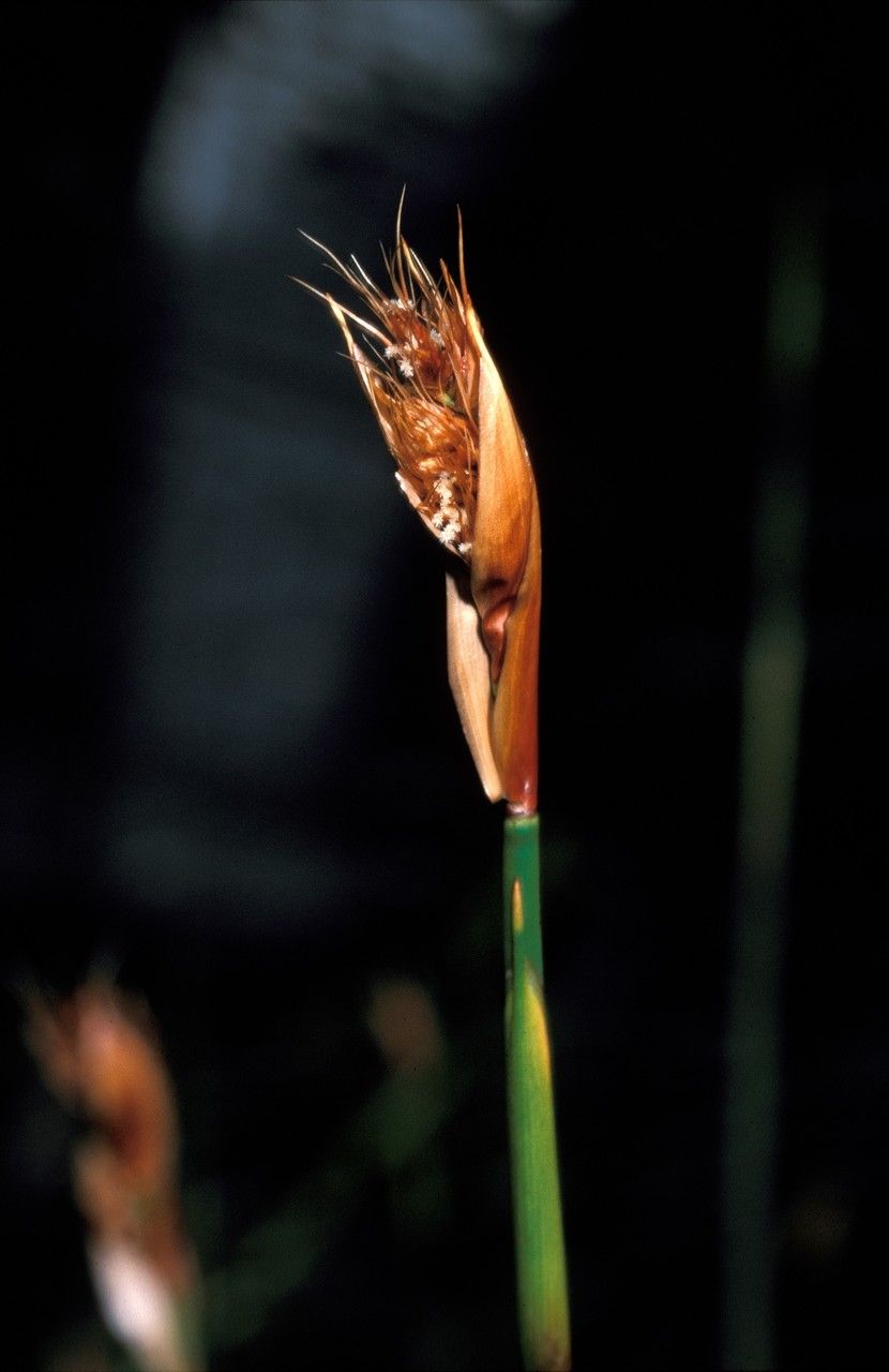 Elegia cuspidata — related species from the same genus