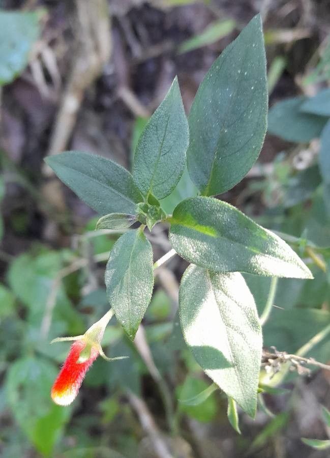Manettia luteorubra leaf