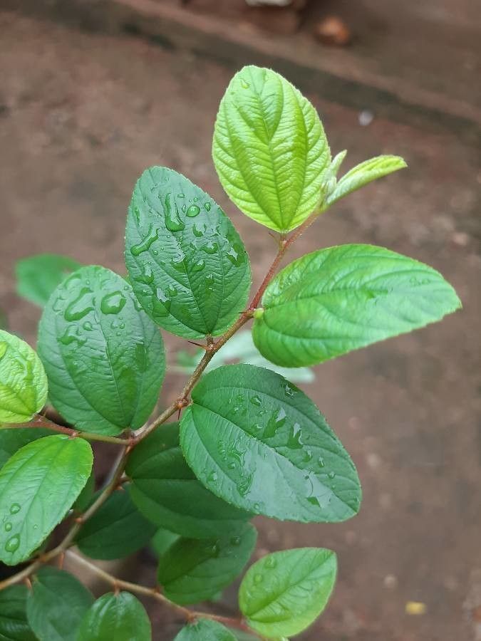 Ziziphus oenopolia bark