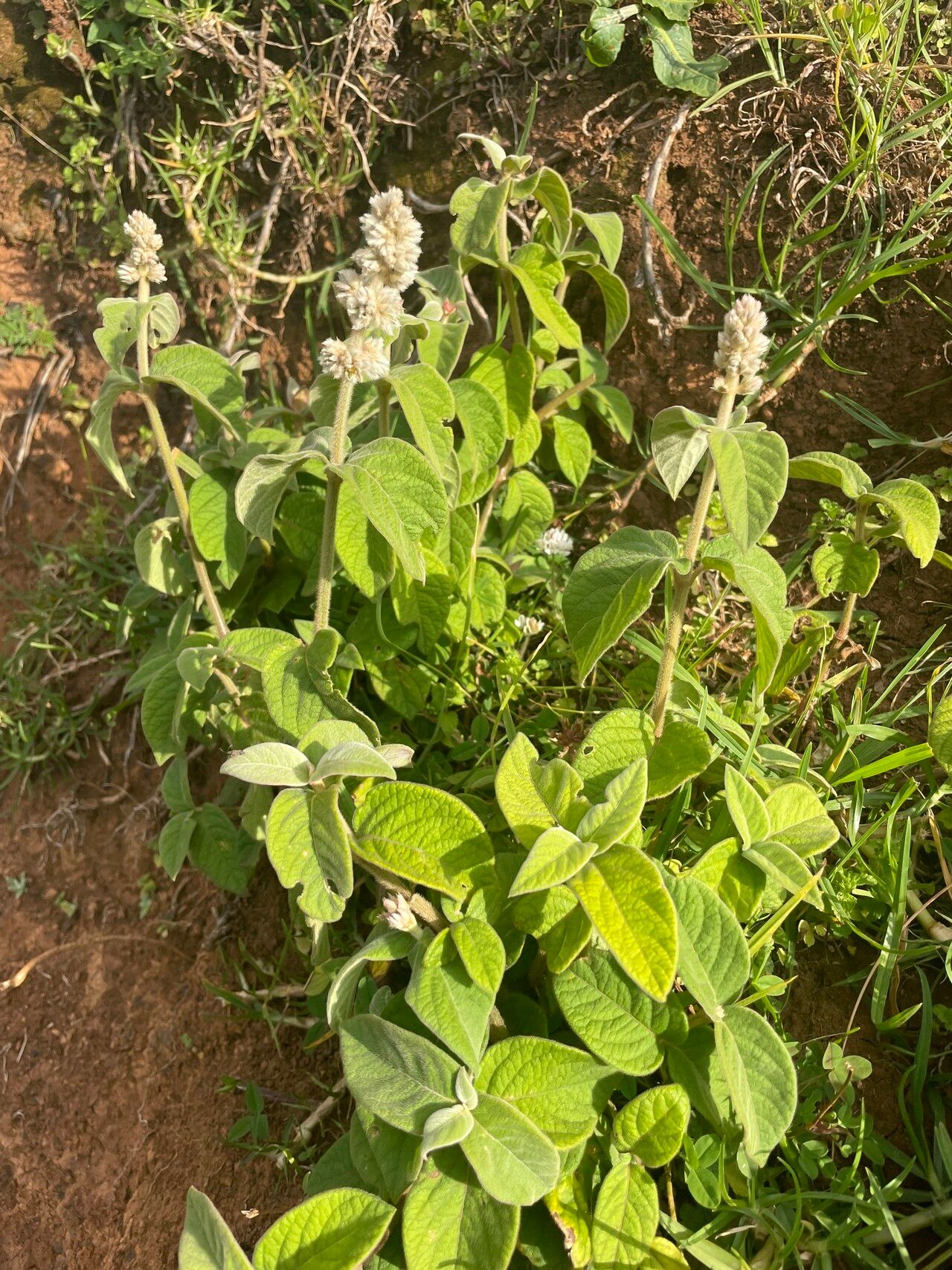 Cyathula polycephala habit