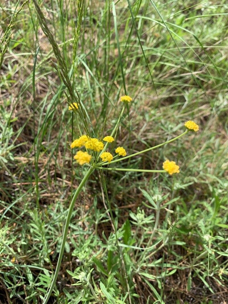 Lomatium triternatum — houseplant care guide