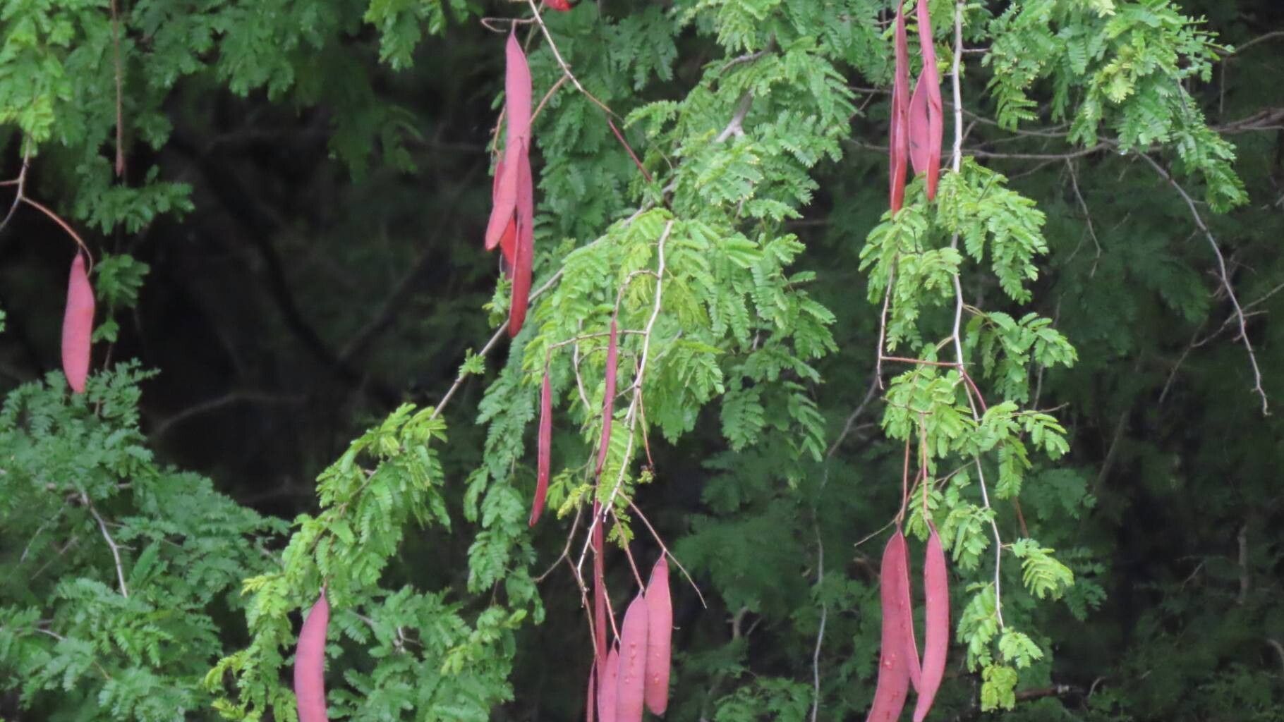 Newtonia hildebrandtii — houseplant care guide