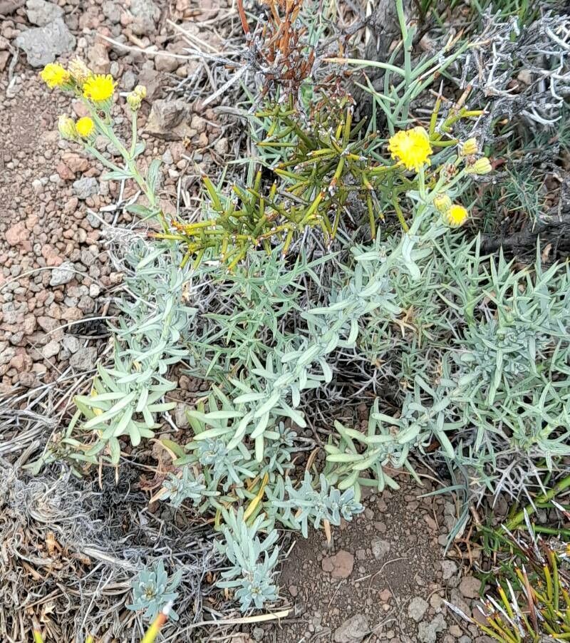 Senecio pinachensis habit