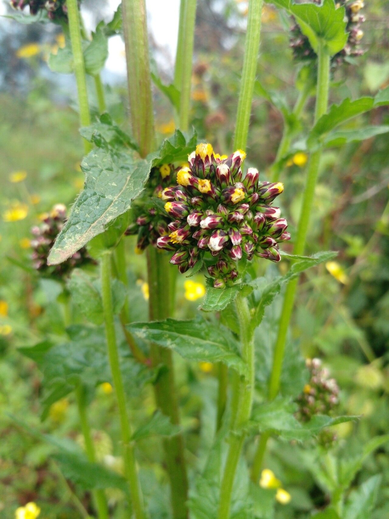 Eschenbachia tigrensis flower