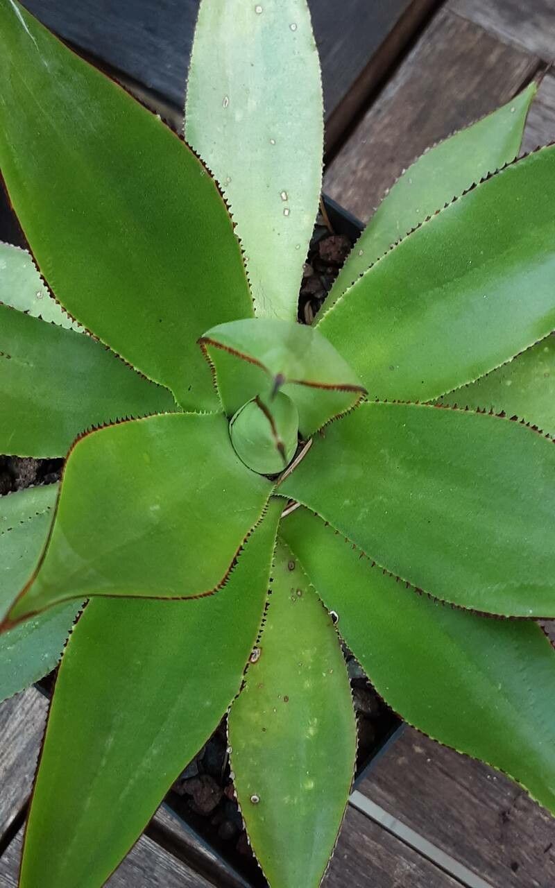 Agave chiapensis leaf