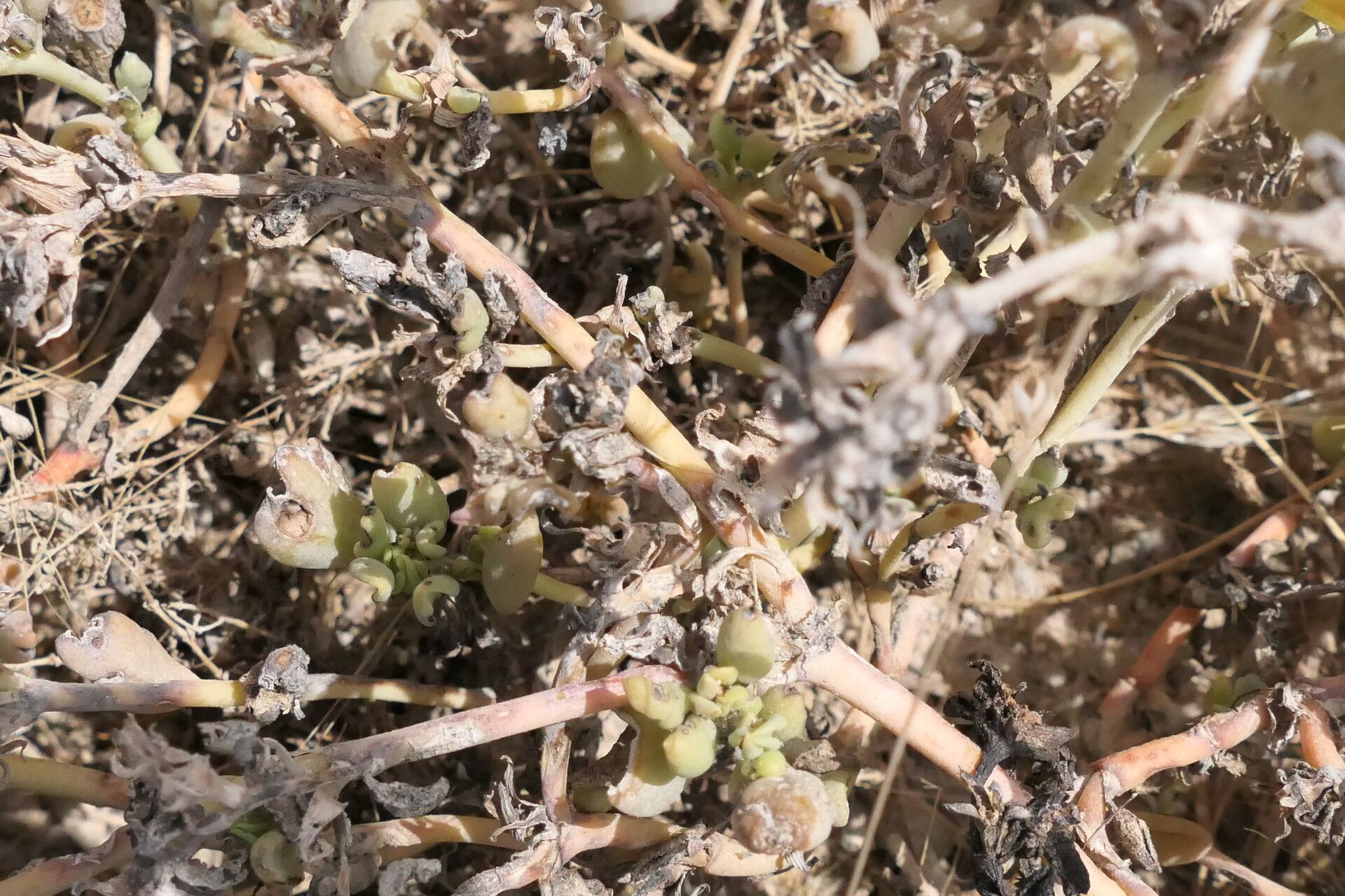 Sesuvium sesuvioides bark