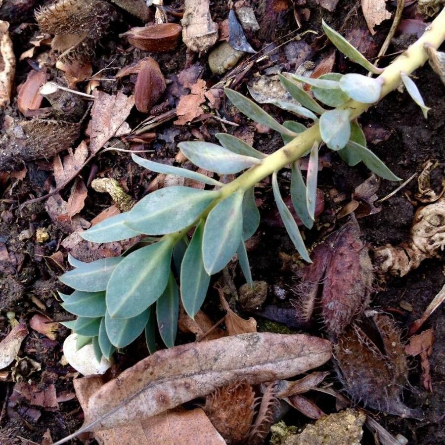 Euphorbia myrsinites leaf