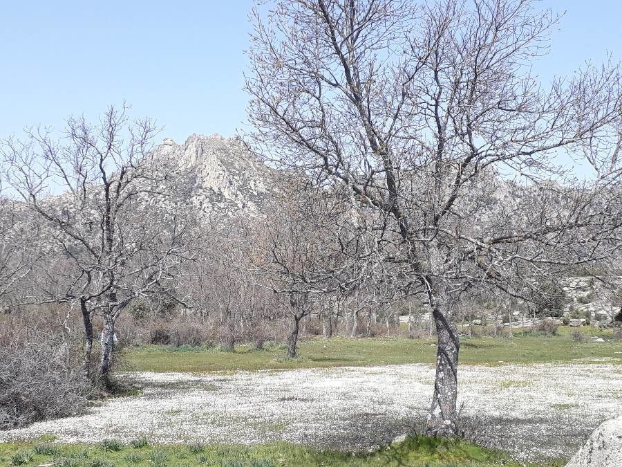 Ranunculus penicillatus habit