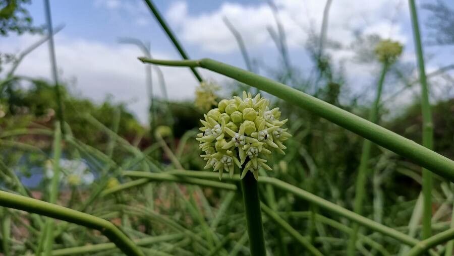 Cynanchum acidum flower
