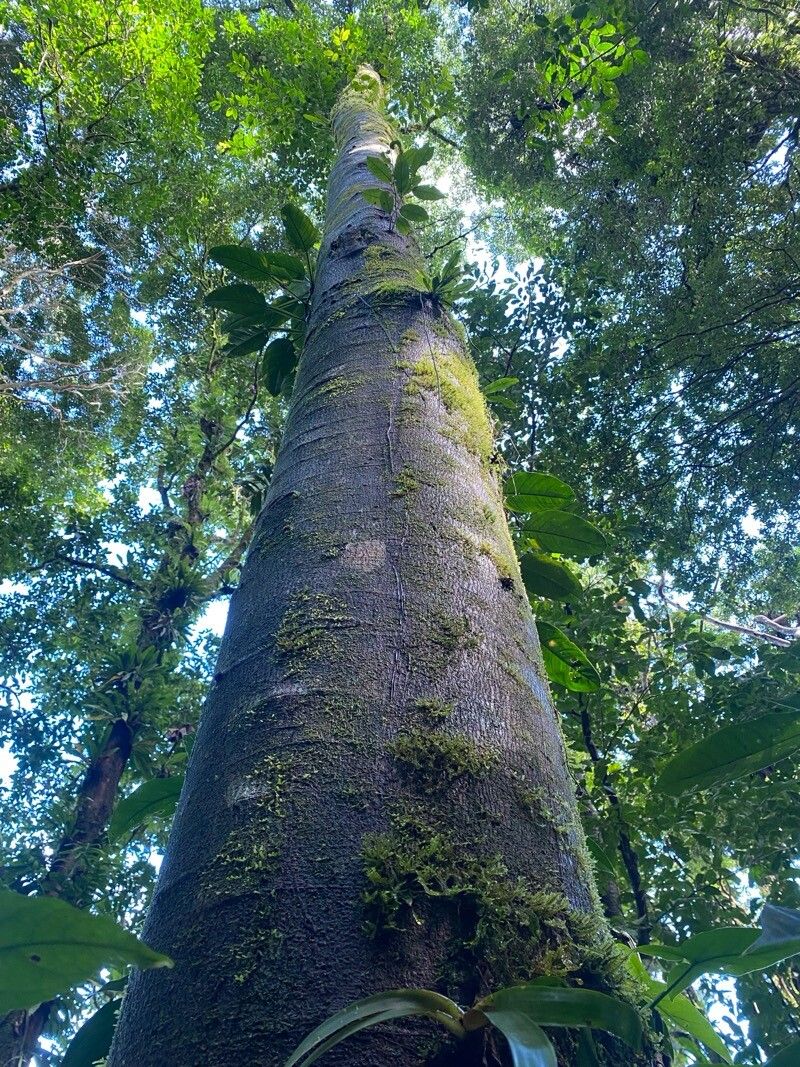 Croton megistocarpus bark