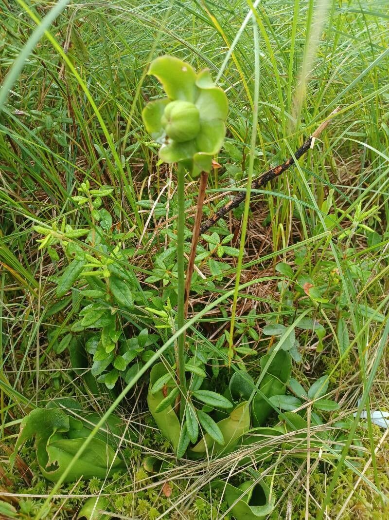 Sarracenia purpurea fruit