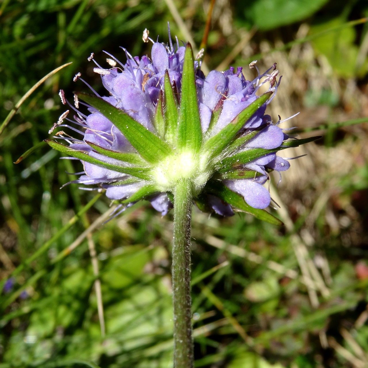 Succisa pratensis flower