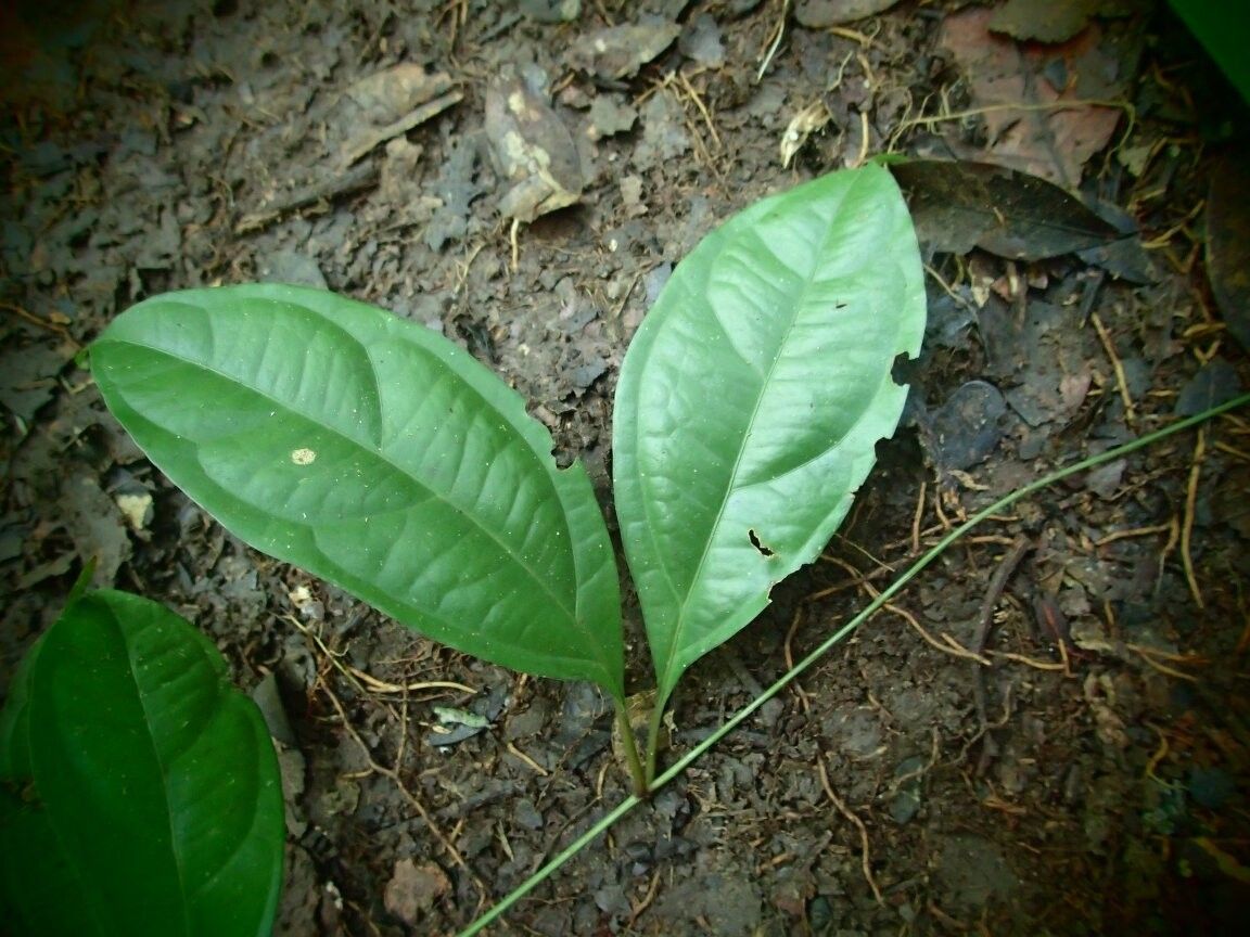 Mendoncia lindaviana other