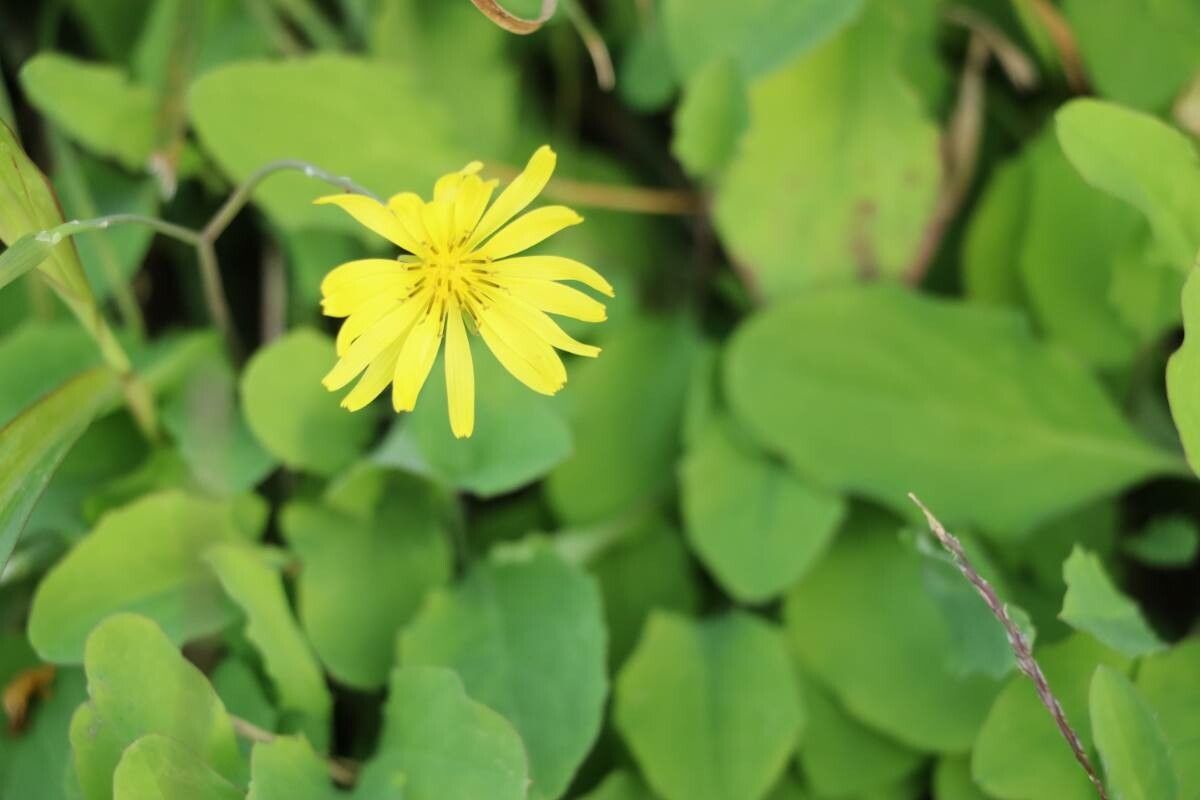 Ixeris japonica flower