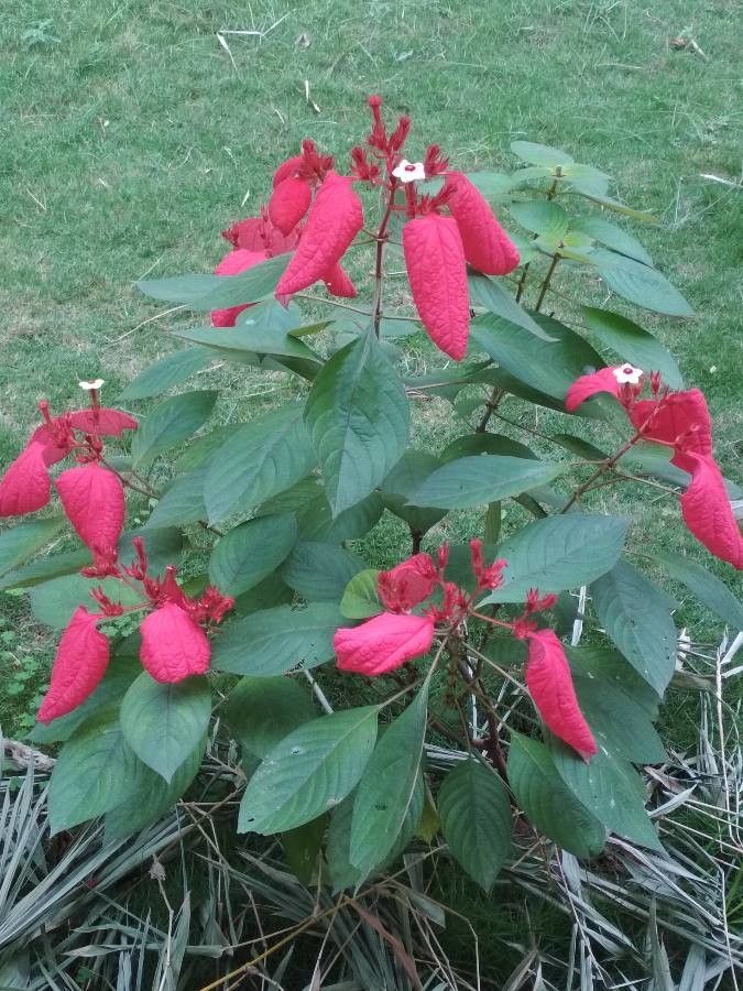 Mussaenda erythrophylla flower