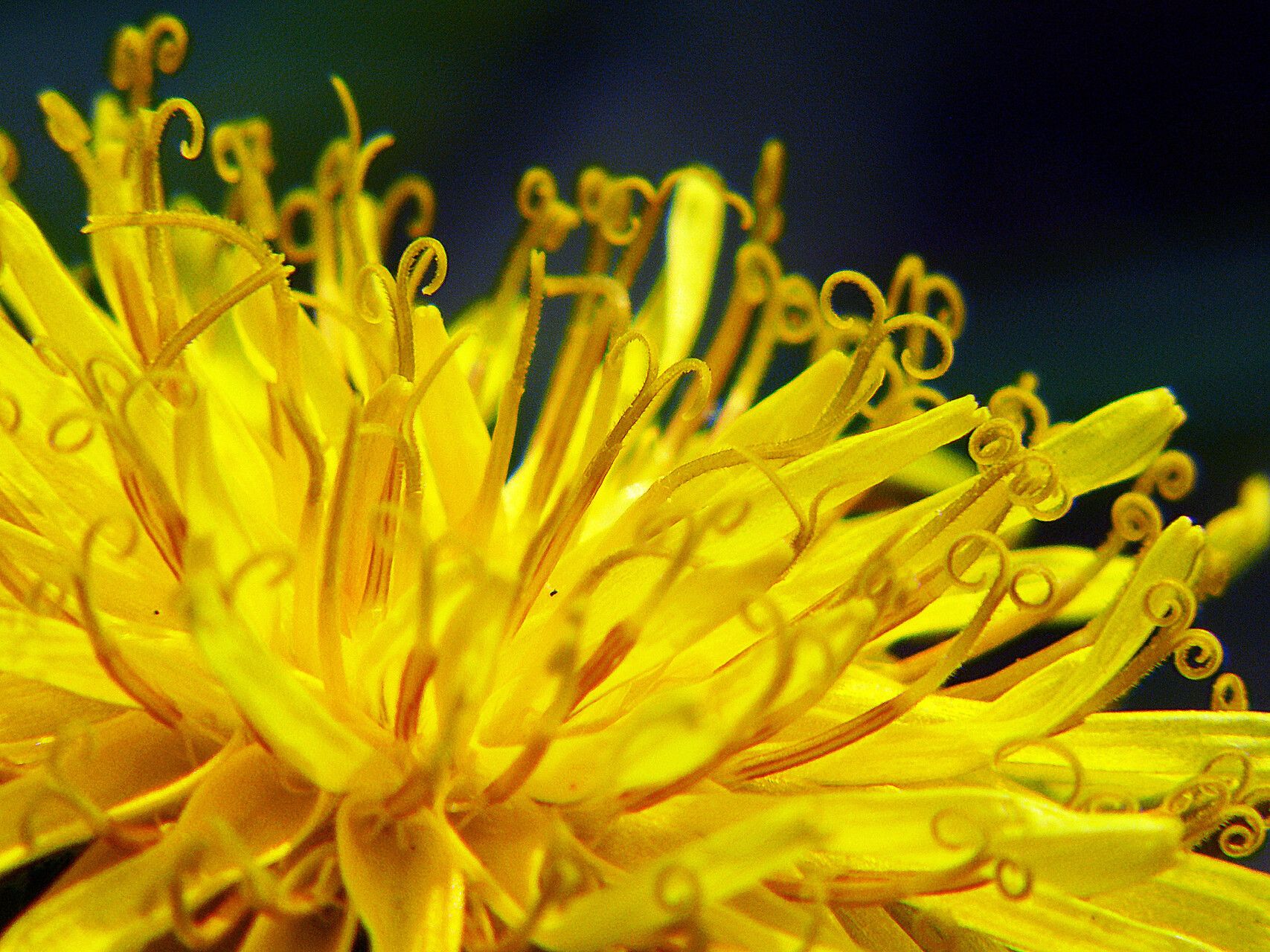 Taraxacum rubicundum flower